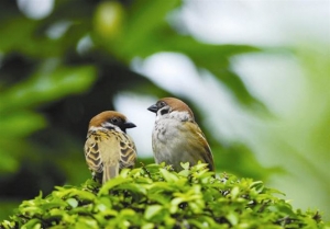 Chim chuyền nhành ớt - Truyện ngắn của tác giả Thu Trang - Hội văn học nghệ thuật Tiền Giang